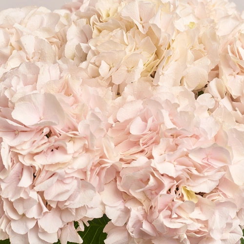 Product image Bouquet of 7 Light Pink Hydrangeas, packaging: Pink, vendor code: 3526