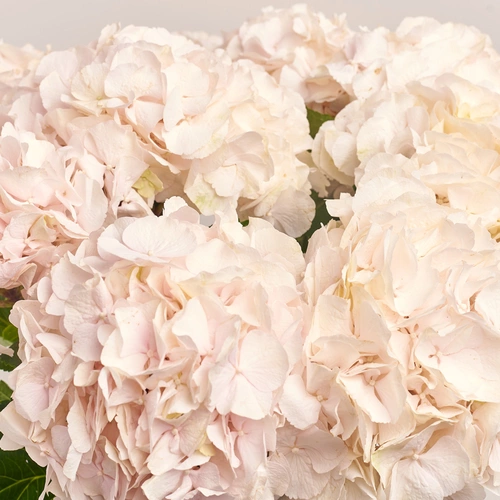 Product image Bouquet of 9 Light Pink Hydrangeas, packaging: Powder, vendor code: 3527