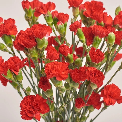 Product image Bouquet 19 Red Carnations Spray, packaging: Gradiens blue, vendor code: 3528