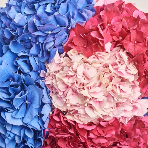 Product image Bouquet of 7 Bright Hydrangeas mix, packaging: Transparent, vendor code: 3529