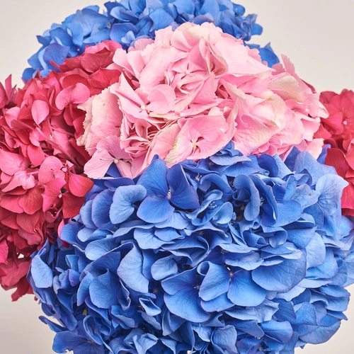 Product image Bouquet of 5 Bright Hydrangeas mix, packaging: Pink, vendor code: 3530
