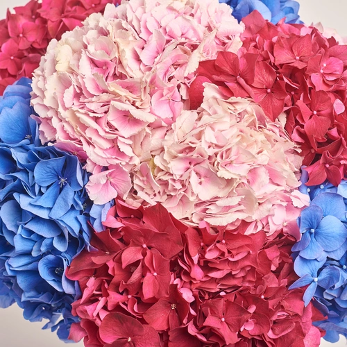 Product image Bouquet of 9 Bright Hydrangeas mix, packaging: Gradiens blue, vendor code: 3531