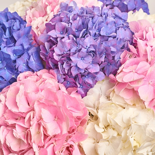 Product image Bouquet of 9 Pastel Hydrangeas mix, packaging: Gradiens violet, vendor code: 3532