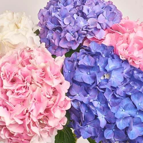 Product image Bouquet of 5 Pastel Hydrangeas mix, packaging: White, vendor code: 3533