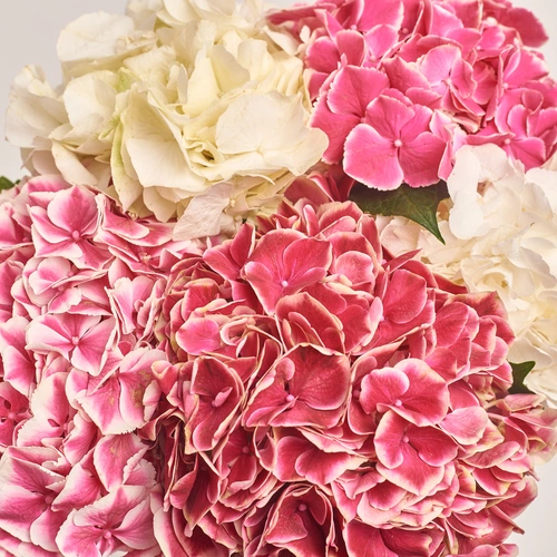 Изображение товара Букет 5 Белых и Малиновых Гортензий Микс, упаковка: Прозрачная, артикул: 3534