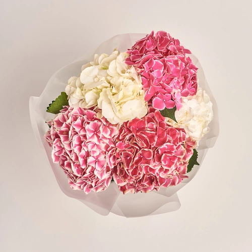Изображение товара Букет 5 Белых и Малиновых Гортензий Микс, упаковка: Прозрачная, артикул: 3534