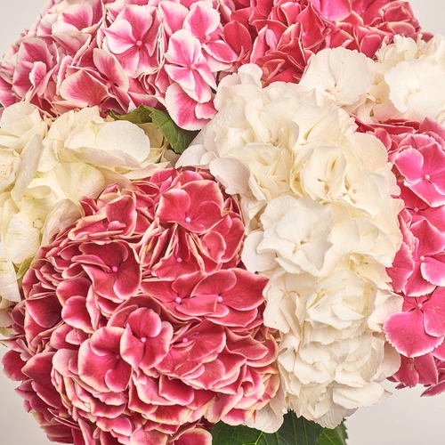 Product image Bouquet of 7 White and Crimson Hydrangeas mix, packaging: Pink, vendor code: 3535