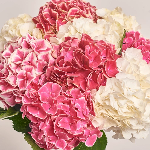 Product image Bouquet of 9 White and Crimson Hydrangeas mix, packaging: Transparent, vendor code: 3536