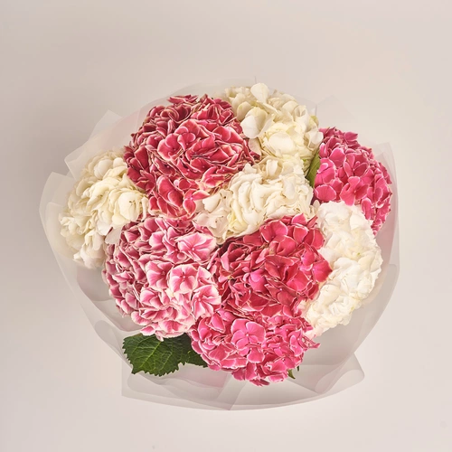 Product image Bouquet of 9 White and Crimson Hydrangeas mix, packaging: Transparent, vendor code: 3536