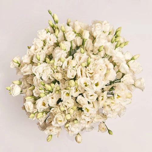 Product image Box of 51 White Eustomas, packaging: Blue, vendor code: 3537