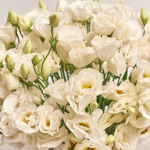 Product image Box of 25 White Eustomas, packaging: Red, vendor code: 3538