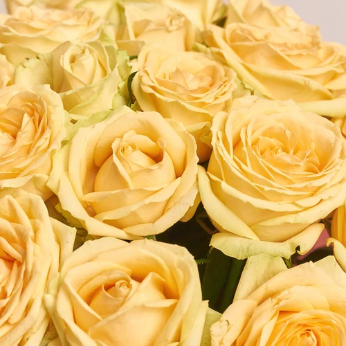 Product image Bouquet of 25 Peach Roses, packaging: Gradiens pink, vendor code: 3539