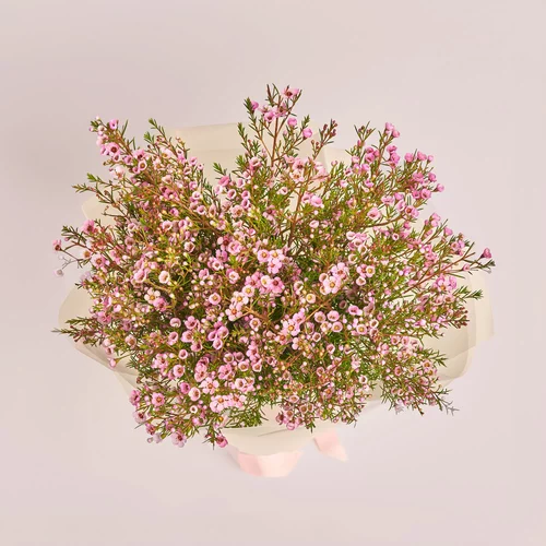 Product image Bouquet of 15 Pink Chamelauciums, packaging: Transparent, vendor code: 3540