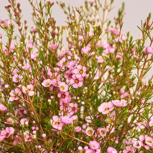 Product image Bouquet of 15 Pink Chamelauciums, packaging: Transparent, vendor code: 3540