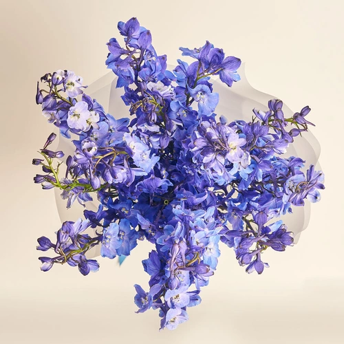 Зображення товару Букет 15 Синіх Дельфініумів, пакування: Прозора, артикул: 3541