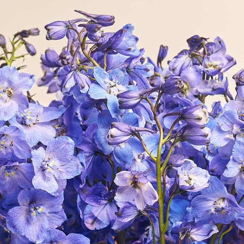 Product image Bouquet of 15 Blue Delphiniums, packaging: Transparent, vendor code: 3541