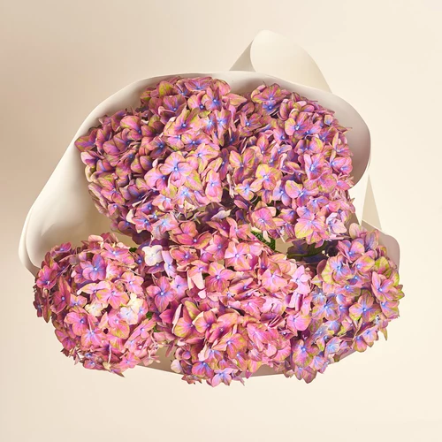 Product image Bouquet of 5 Lilac Hydrangeas Bicolor, packaging: White, vendor code: 3542