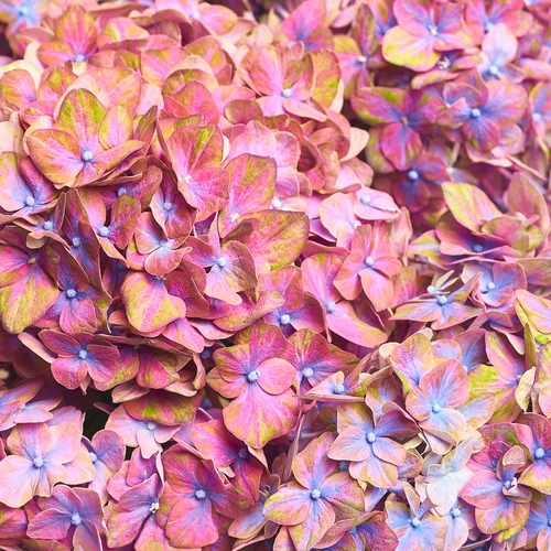 Product image Bouquet of 5 Lilac Hydrangeas Bicolor, packaging: White, vendor code: 3542