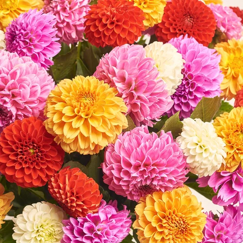 Изображение товара Букет 51 Далия Микс, упаковка: Прозрачная, артикул: 3543