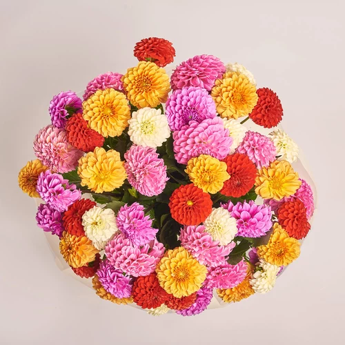 Product image Bouquet of 51 Dahlias Mix, packaging: Transparent, vendor code: 3543