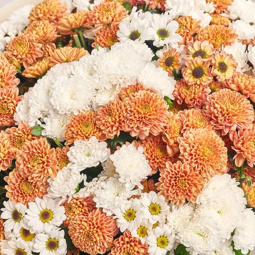 Product image Bouquet of 51 Chrysanthemums Santinі Mix, packaging: Kafin cream, vendor code: 3544