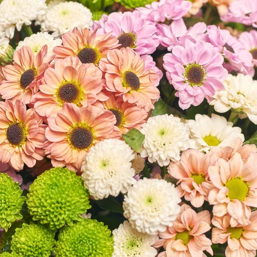 Product image Bouquet of 51 Chrysanthemums Santinі Mix, packaging: Gradiens tiffany, SKU: 3544