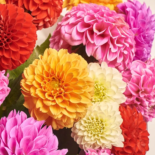 Зображення товару Букет 25 Далій Мікс, пакування: Рожева, артикул: 3546