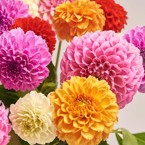 Зображення товару Букет 15 Далій Мікс, пакування: Персикова, артикул: 3547