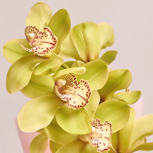 Зображення товару Букет 1 Гілка Зеленого Цимбідіуму, пакування: Блакитна, артикул: 3549