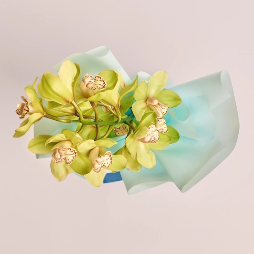 Product image Bouquet of 1 Green Cymbidium, packaging: Blue, vendor code: 3549