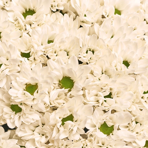 Product image Bouquet 101 Chrysanthemum Chamomile, packaging: Transparent, vendor code: 3550