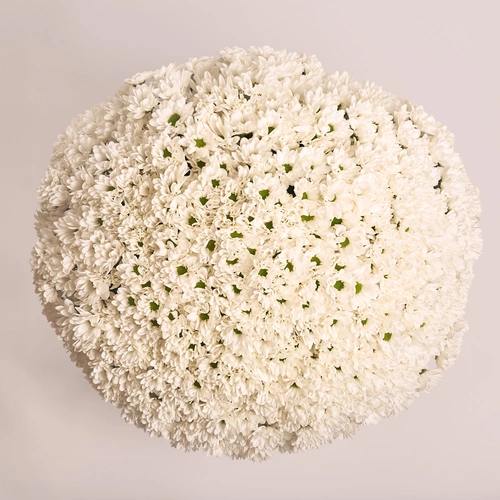 Product image Bouquet 101 Chrysanthemum Chamomile, packaging: Transparent, vendor code: 3550