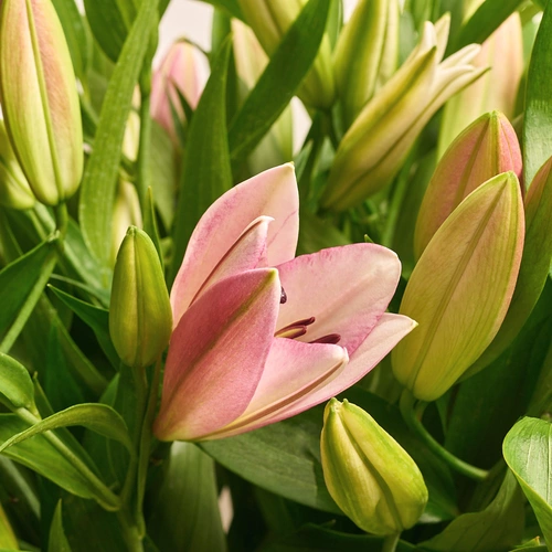 Product image Bouquet of 15 Lilies Mix, packaging: Transparent, vendor code: 3551