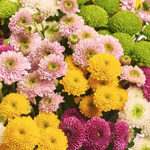 Product image Bouquet of 25 Chrysanthemums Santinі  Pompon Mix, packaging: Kafin rust, vendor code: 3552
