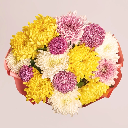 Product image Bouquet of 15 Single Chrysanthemums Mix, packaging: Gradiens pink, vendor code: 3553