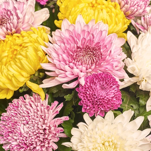Product image Bouquet of 15 Single Chrysanthemums Mix, packaging: Kafin cream, vendor code: 3553