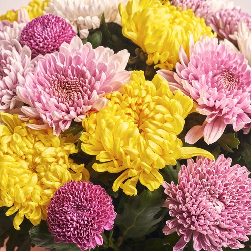 Product image Bouquet of 25 Single Chrysanthemums Mix, packaging: Pink, vendor code: 3554