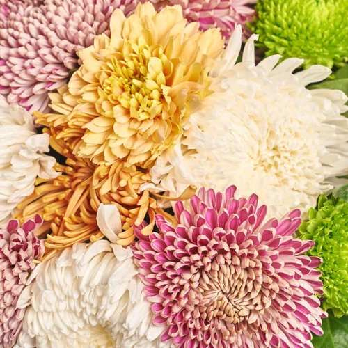 Product image Bouquet of 51 Single Chrysanthemums Mix, packaging: White, SKU: 3555