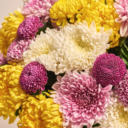 Product image Bouquet of 51 Single Chrysanthemums Mix, packaging: Gradiens tiffany, vendor code: 3555