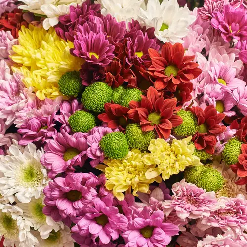 Product image Bouquet of 101 Chrysanthemums Mix, packaging: White, vendor code: 3556