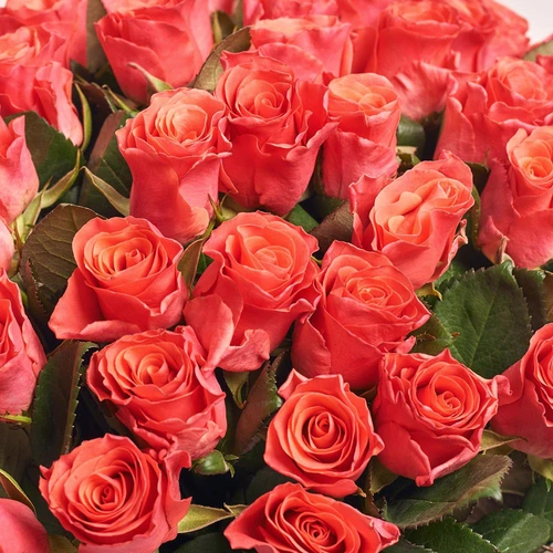 Product image Bouquet of 51 Roses Pink Tacazzi, packaging: Pink, vendor code: 3558