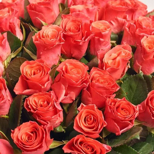 Product image Bouquet of 25 Roses Pink Tacazzi, packaging: Transparent, vendor code: 3563