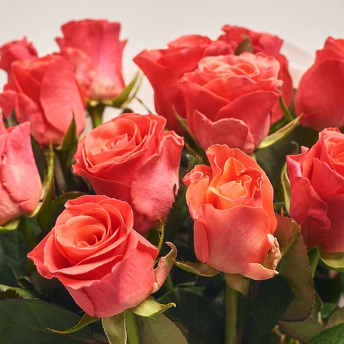 Product image Bouquet of 15 Roses Pink Tacazzi, packaging: Gradiens light blue, vendor code: 3564