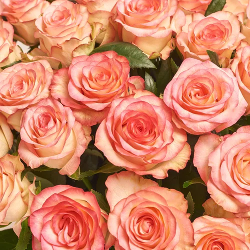 Product image Box of 51 Jumilia Roses, packaging: Pink, vendor code: 3566