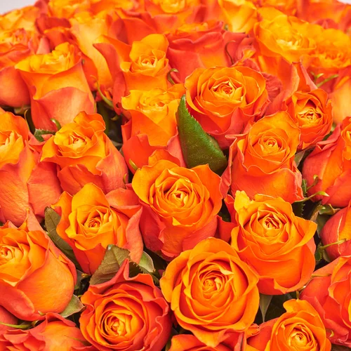 Product image Bouquet of 101 Orange Roses, packaging: 
Graphite, vendor code: 3567