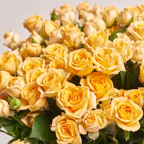 Product image Bouquet of 25 Trinity Roses Spray, packaging: Kafin cream, vendor code: 3568
