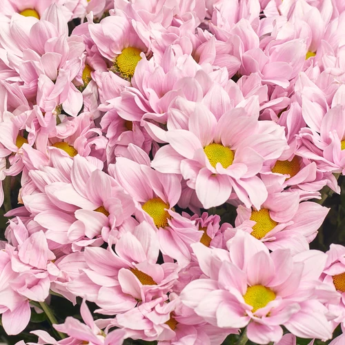 Product image Bouquet 51 Light Pink Chrysanthemum Chamomile, packaging: Blue, vendor code: 3569