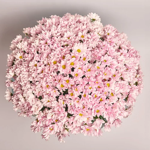 Product image Bouquet 51 Light Pink Chrysanthemum Chamomile, packaging: Blue, vendor code: 3569