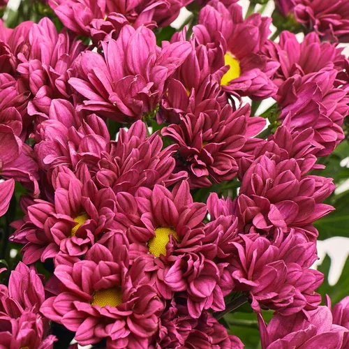 Product image Bouquet 51 Violet Chrysanthemum Chamomile, packaging: Transparent, vendor code: 3570