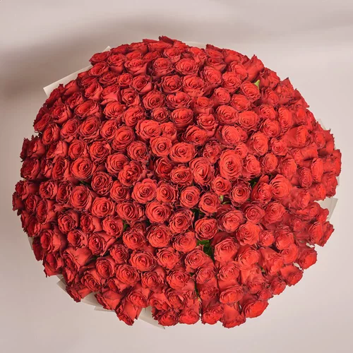 Product image Bouquet 201 Red Roses Rhodos, packaging: Cream, vendor code: 3571